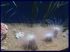 L'Oceanogràfic Oceanarium 055